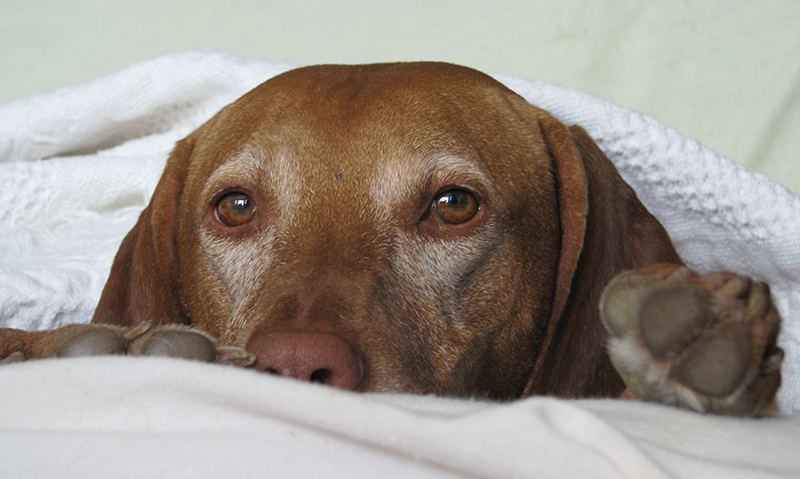 Image of Depressed Dog Face